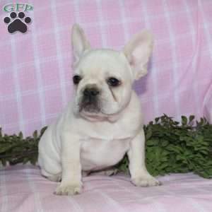 Shiloh, French Bulldog Puppy