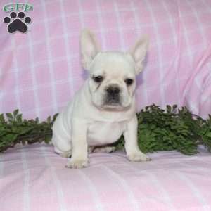 Shiloh, French Bulldog Puppy