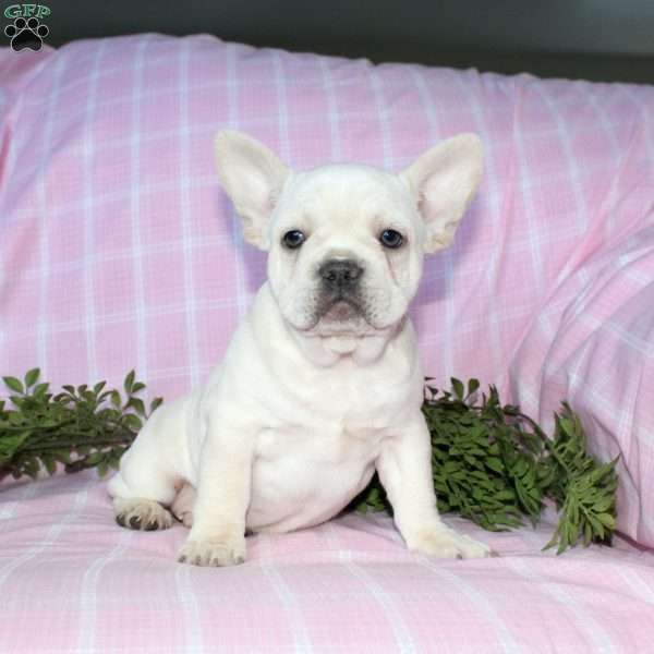 Star, French Bulldog Puppy