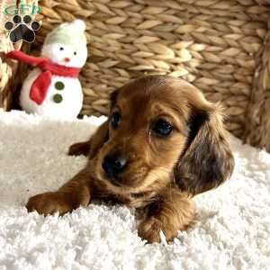 Bo, Dachshund Puppy