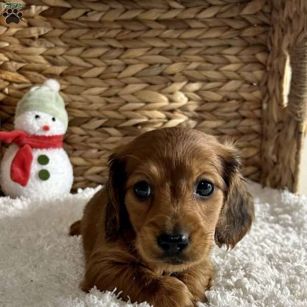 Bo, Dachshund Puppy