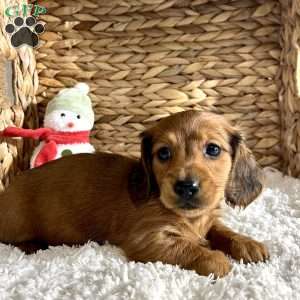 Bo, Dachshund Puppy