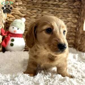 Ben, Dachshund Puppy