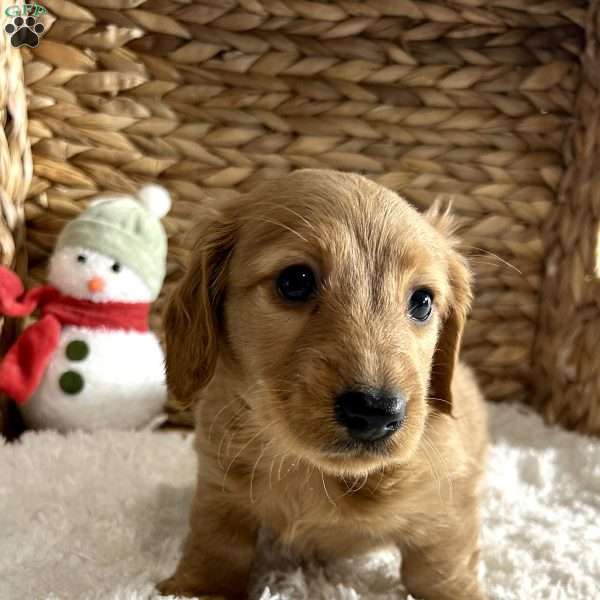 Ben, Dachshund Puppy