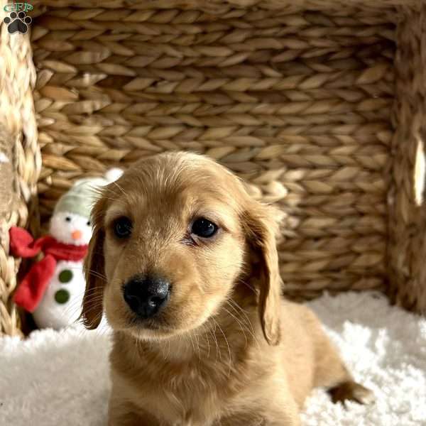 Buster, Dachshund Puppy