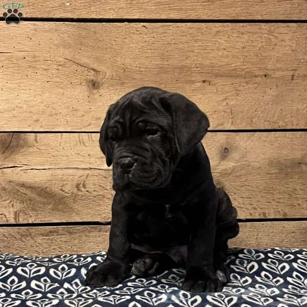 Sausage, Cane Corso Puppy