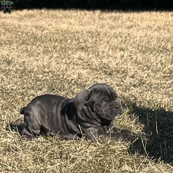 Dooney, Cane Corso Puppy