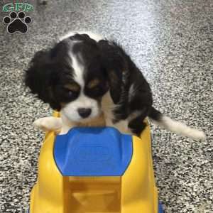 Tucker, Cavalier King Charles Spaniel Puppy