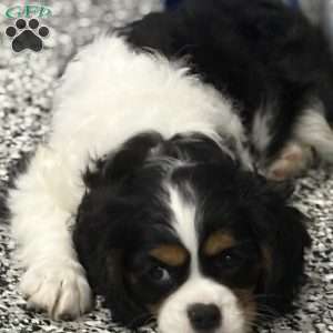 Tucker, Cavalier King Charles Spaniel Puppy