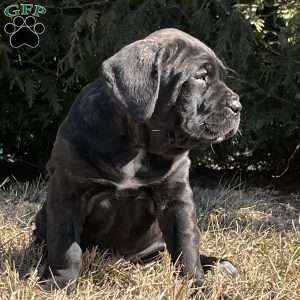 Ginger, Cane Corso Puppy