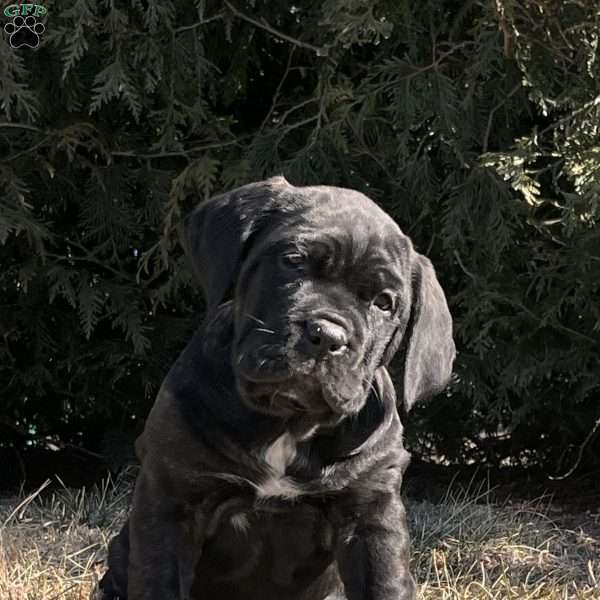 Ginger, Cane Corso Puppy