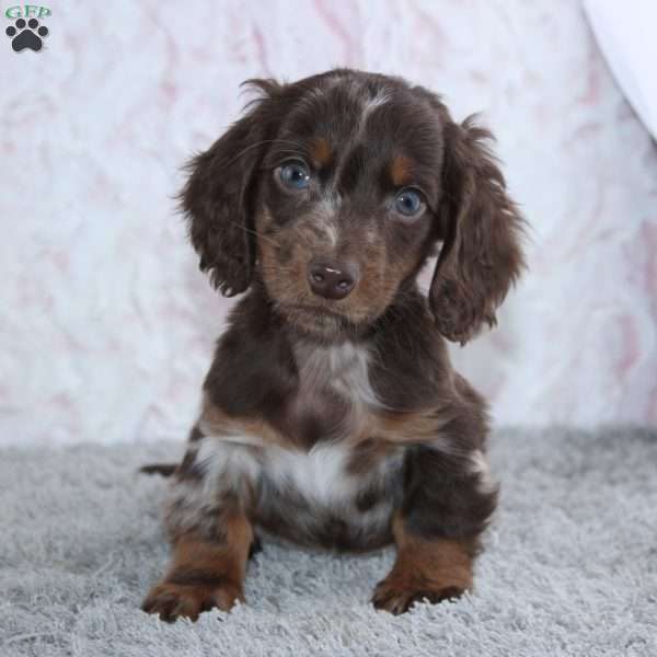 Major, Dachshund Puppy