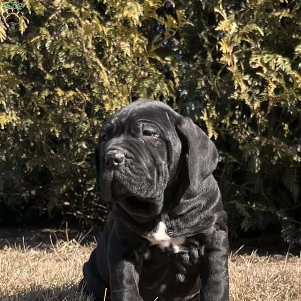 Meatball, Cane Corso Puppy