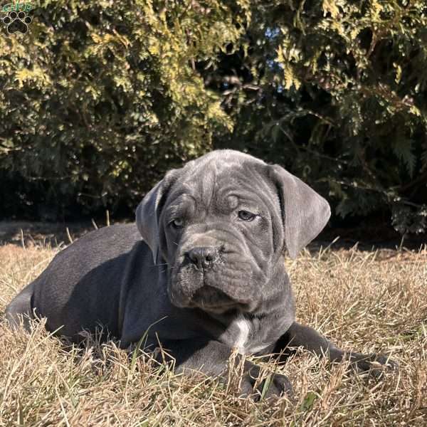 Prada, Cane Corso Puppy