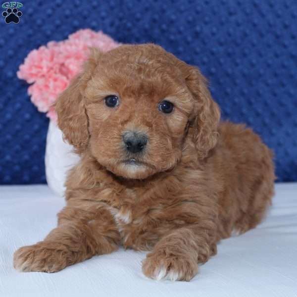 Nicole, Mini Goldendoodle Puppy