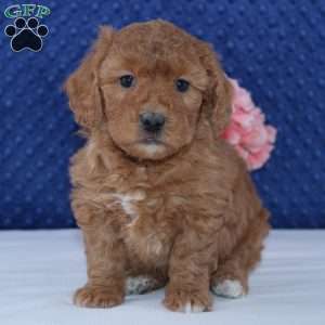 Nicole, Mini Goldendoodle Puppy