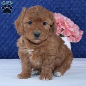 Nicole, Mini Goldendoodle Puppy