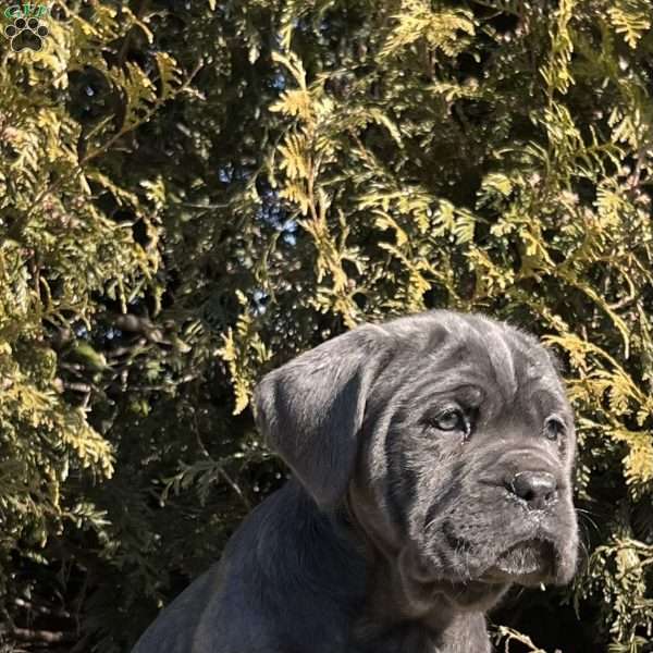 Coach, Cane Corso Puppy