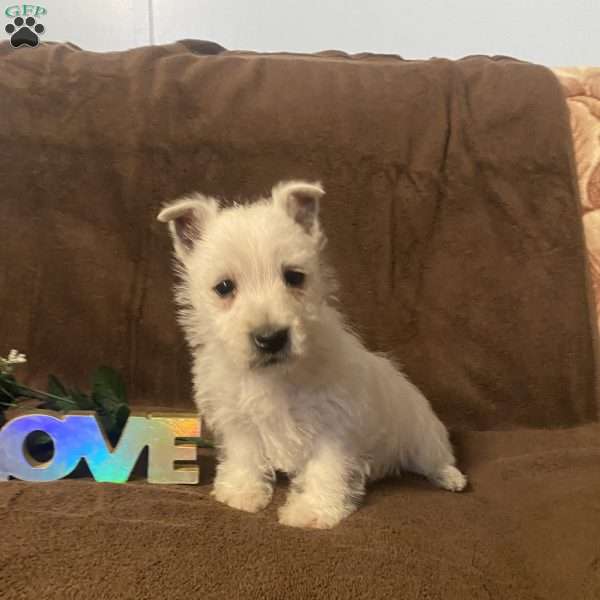 Hans, West Highland Terrier Puppy