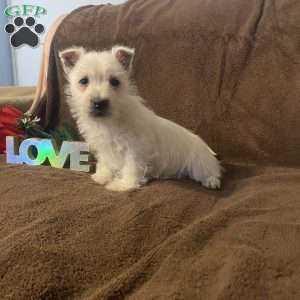 Hans, West Highland Terrier Puppy