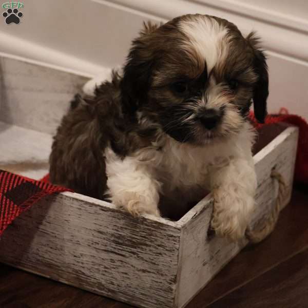 Mac, Cava-Tzu Puppy