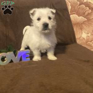 Hunter, West Highland Terrier Puppy