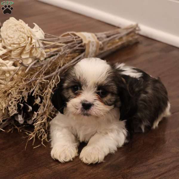 Max, Cava-Tzu Puppy