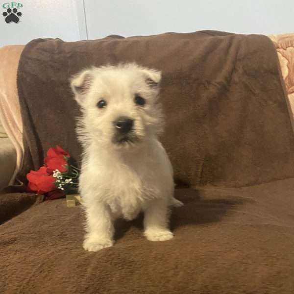 Hunter, West Highland Terrier Puppy