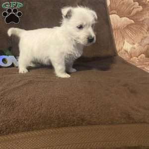 Hunter, West Highland Terrier Puppy