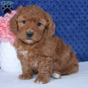 Nicole, Mini Goldendoodle Puppy