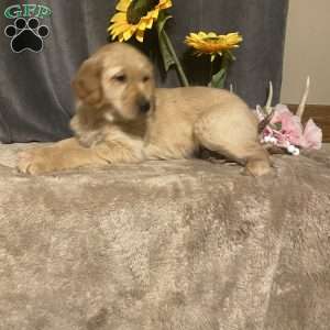 Sunflower, Golden Retriever Puppy