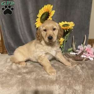 Sunflower, Golden Retriever Puppy