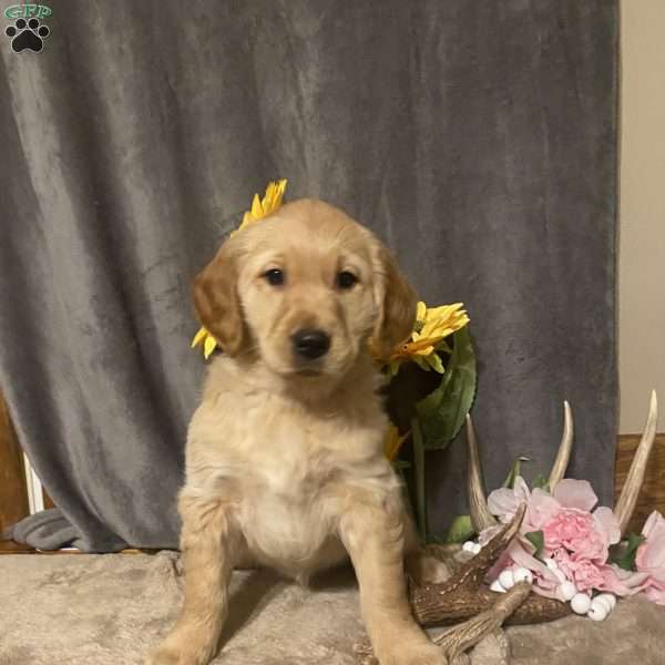 Sunflower, Golden Retriever Puppy