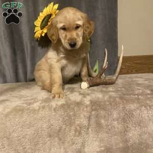 Buttercup, Golden Retriever Puppy