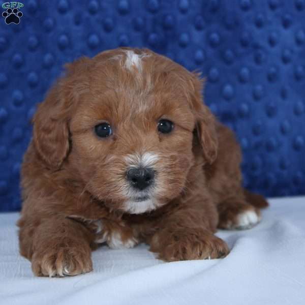 Norwin, Mini Goldendoodle Puppy