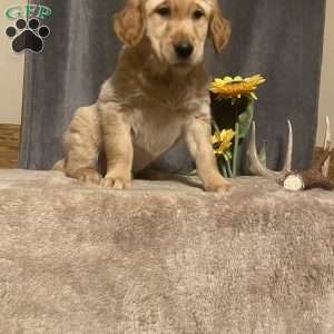 Buttercup, Golden Retriever Puppy