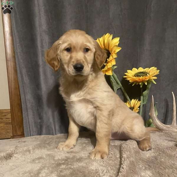 Buttercup, Golden Retriever Puppy