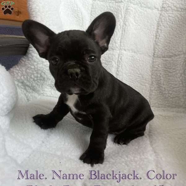 Blackjack, French Bulldog Puppy