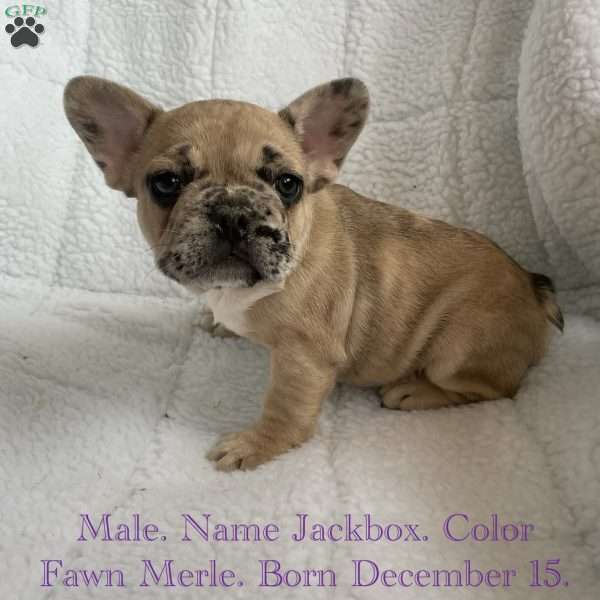 Jackbox, French Bulldog Puppy