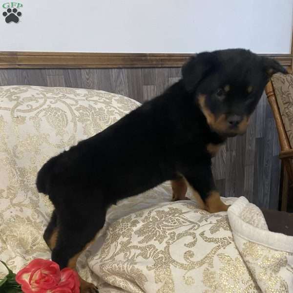 Robby, Rottweiler Puppy