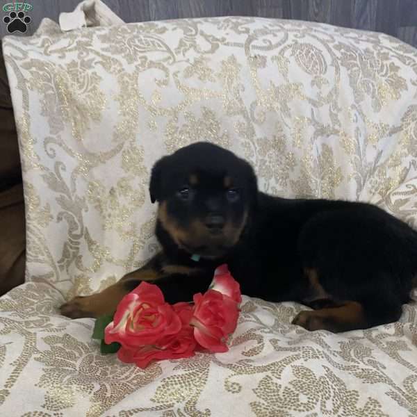 Ronnie, Rottweiler Puppy