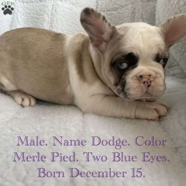 Dodge, French Bulldog Puppy