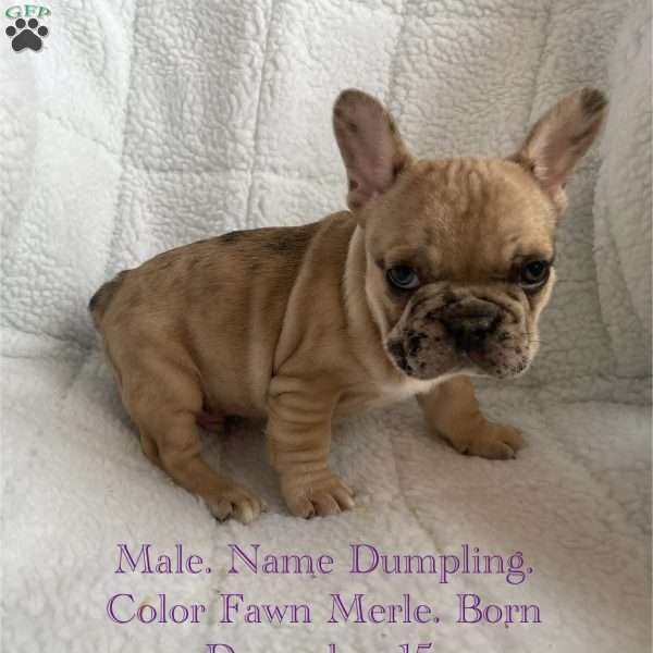 Dumpling, French Bulldog Puppy