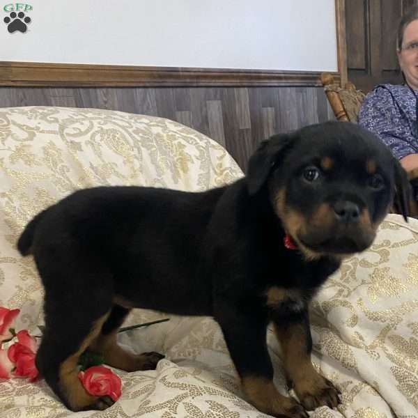 Rose, Rottweiler Puppy