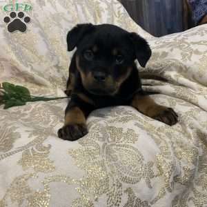 Rose, Rottweiler Puppy