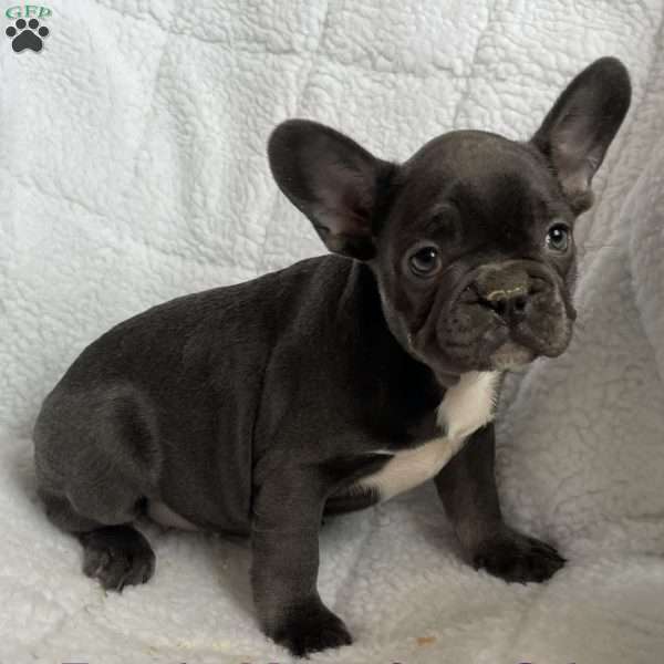 Sirie, French Bulldog Puppy