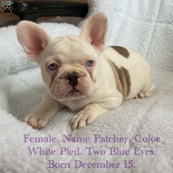 Patchey, French Bulldog Puppy