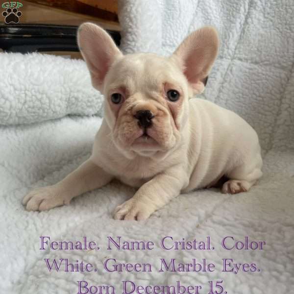 Cristal, French Bulldog Puppy