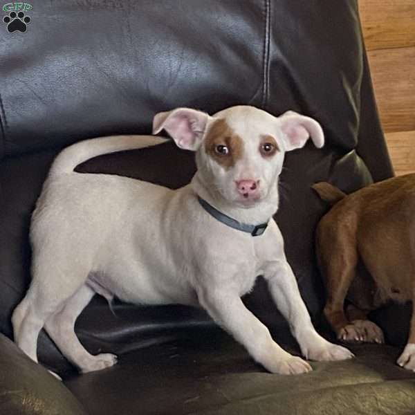 Spotty, Chihuahua Mix Puppy