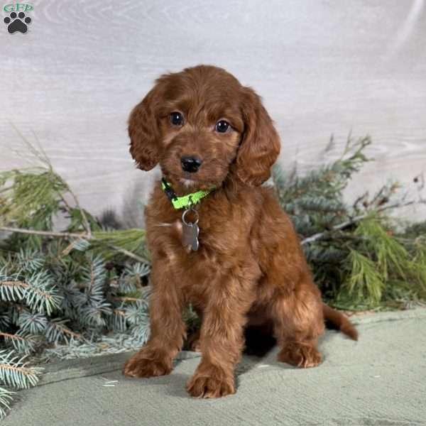 Benji, Goldendoodle Puppy